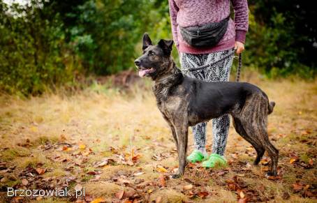 Axa -  cudowna,  proludzka,  wesoła suczka!