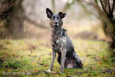 Axa -  cudowna,  proludzka,  wesoła suczka!