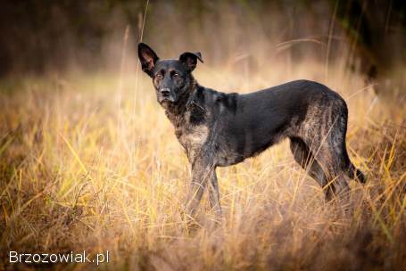 Axa -  cudowna,  proludzka,  wesoła suczka!