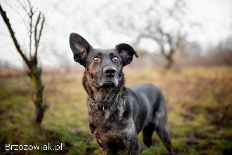 Axa -  cudowna,  proludzka,  wesoła suczka!