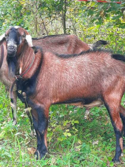Kozioł AN genetycznie bezrozny krycie