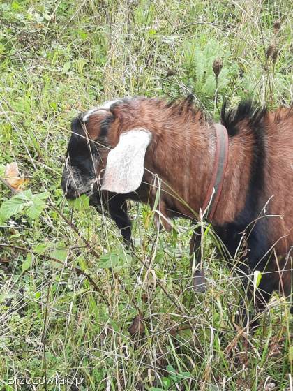 Kozioł AN genetycznie bezrozny krycie