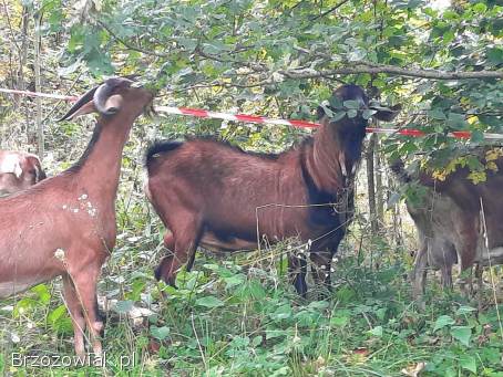 Kozioł AN genetycznie bezrozny krycie