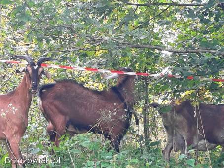 Kozioł AN genetycznie bezrozny krycie