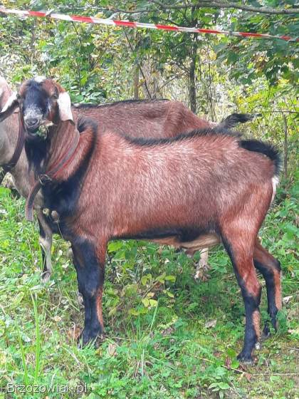 Kozioł AN genetycznie bezrozny krycie