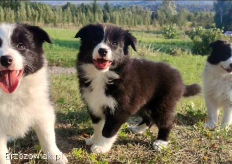 Piękna Rasowa suczka z pełną dok.  -  Szczeniak BORDER COLLIE z Hodowli