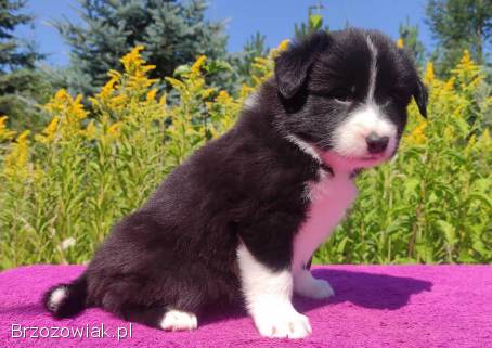 Piękna Rasowa suczka z pełną dok.  -  Szczeniak BORDER COLLIE z Hodowli