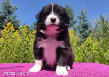 Piękna Rasowa suczka z pełną dok.  -  Szczeniak BORDER COLLIE z Hodowli