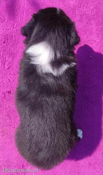 Piękna Rasowa suczka z pełną dok.  -  Szczeniak BORDER COLLIE z Hodowli