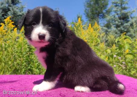 Piękna Rasowa suczka z pełną dok.  -  Szczeniak BORDER COLLIE z Hodowli