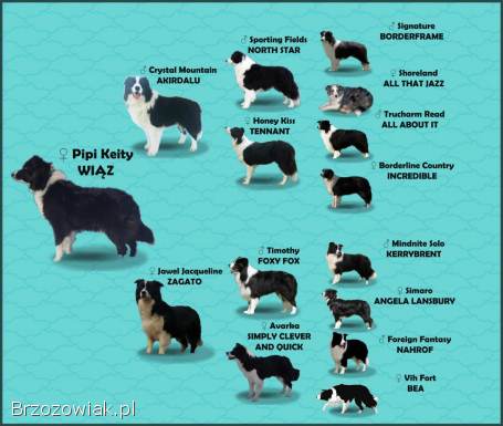 BORDER COLLIE czystej krwi z Hodowli -  Rasowy z pełną dokumentacją