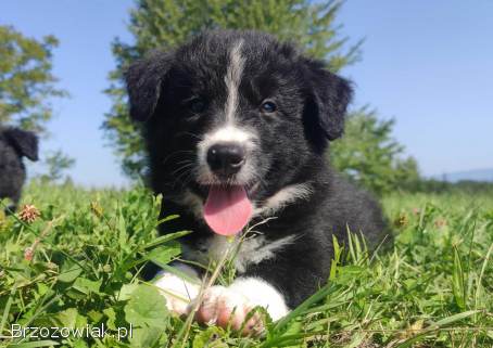 BORDER COLLIE czystej krwi z Hodowli -  Rasowy z pełną dokumentacją