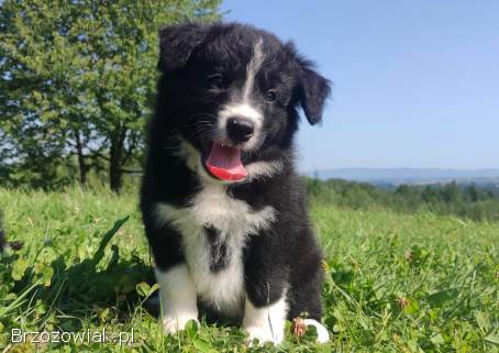 BORDER COLLIE czystej krwi z Hodowli -  Rasowy z pełną dokumentacją