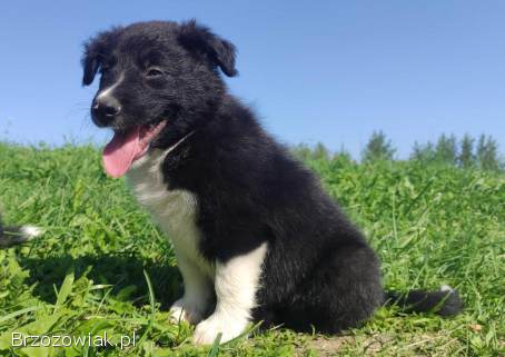 BORDER COLLIE -  Rasowy z Hodowli po super rodzicach