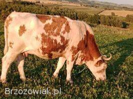 Sprzedam jałówki wysokocielne!