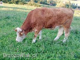 Sprzedam jałówki wysokocielne!