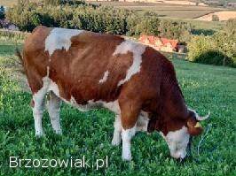 Sprzedam jałówki wysokocielne!