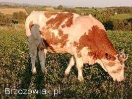 Sprzedam jałówki wysokocielne!