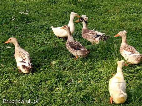 Kaczor kaczka kaczki staropolska