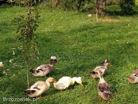 Kaczor kaczka kaczki staropolska