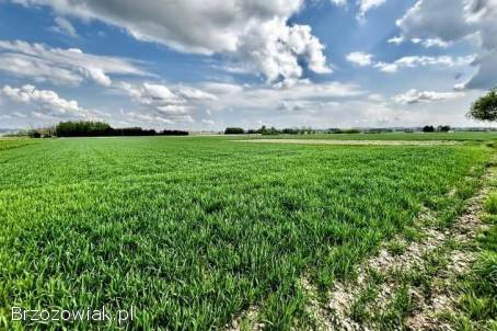 Sprzedam działkę w Bajdach (gmina Wojaszówka) -  cena do negocjacji