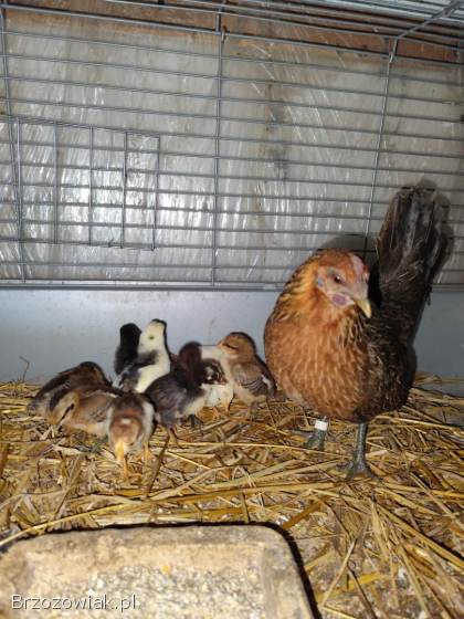 Kurczęta