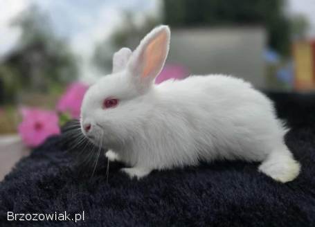 Króliczki Mini Lop