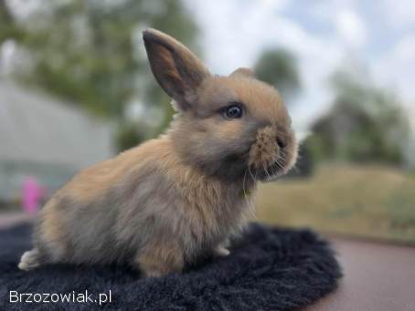 Króliczki Mini Lop