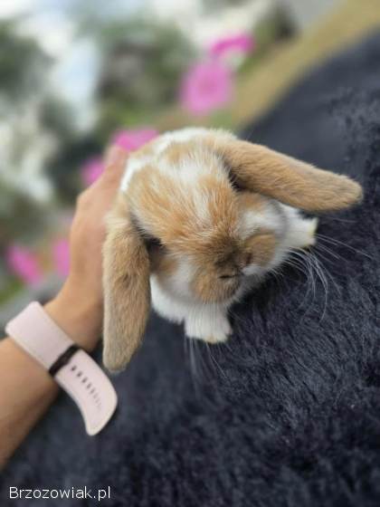 Króliczki Mini Lop
