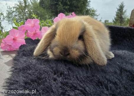 Króliczki Mini Lop