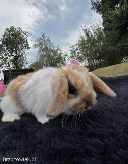 Króliczki Mini Lop