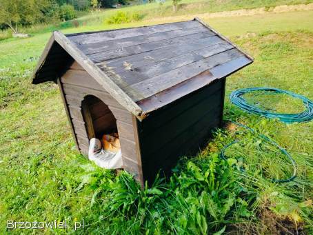 Buda dla psa