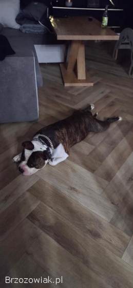 Oddam Psa Buldoga Amerykanskiego Za Darmo