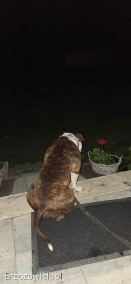 Oddam Psa Buldoga Amerykanskiego Za Darmo