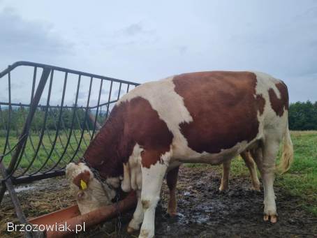 Sprzedam jałówkę wysokocielną