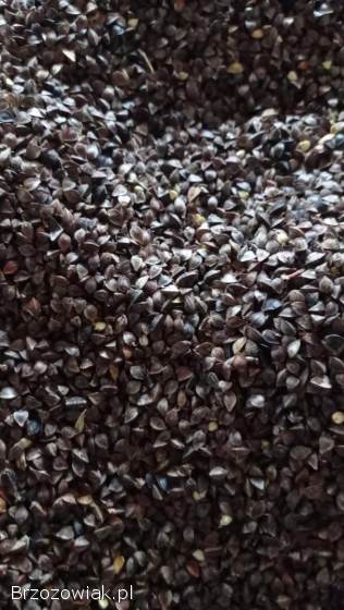 Gryka oczyszczona zbiór 2025