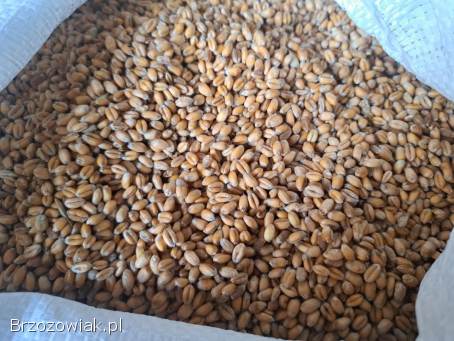 Pszenica oczyszczona MHR Promienna
