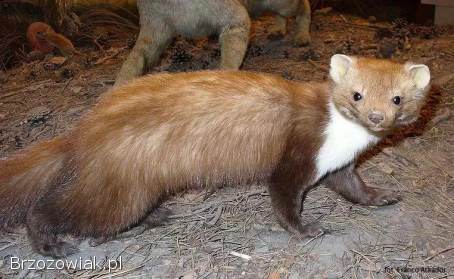 ODSTRASZANIE KUN TCHÓRZY ŁASIC