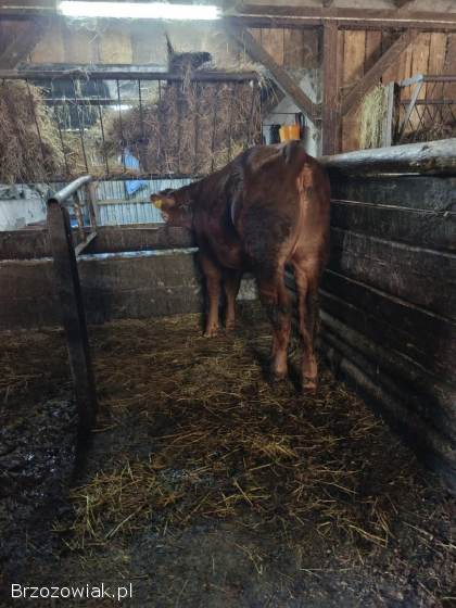 Sprzedam jałówkę